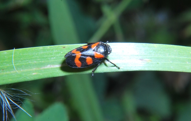 Cercopis sp.